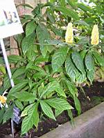 Pachystachys Lutea (Perou) (fam Acanthacees) (06) (Photo F. Mrugala)